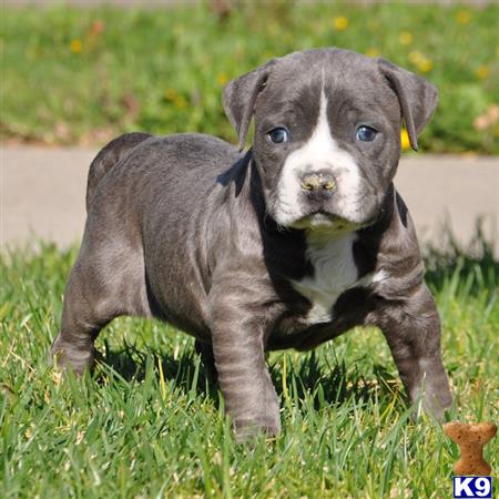 american pit bull puppy posted by Pitbulls for Sale